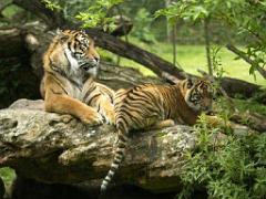 149 BIO PARC DE DOUE LA FONTAINE 3- 2016_000021